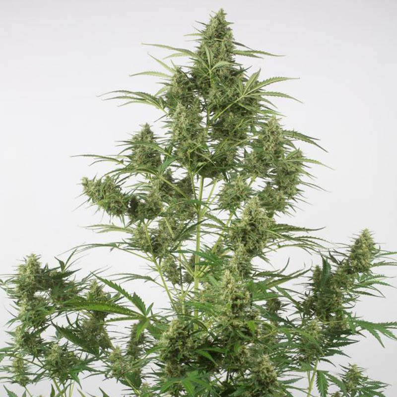 Critical + 2.0 auto dinafem seeds Graines de Collection Critical + 2.0 auto dinafem seeds Graines de Collection