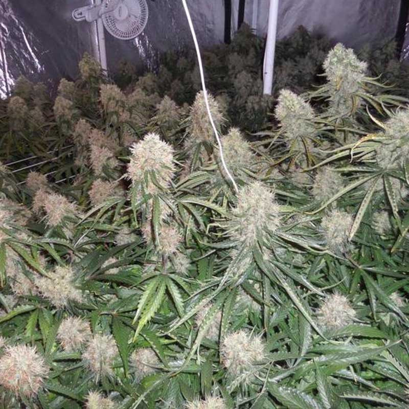 Moby dick xxl auto dinafem seeds Graines de Collection Moby dick xxl auto dinafem seeds Graines de Collection