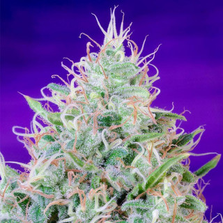 Green Poison - Féminisée - Sweet Seeds