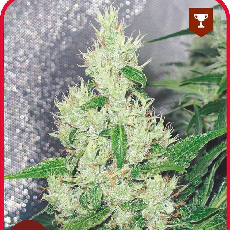 Y Griega - Féminisée - Medical Seeds - Graines de Collection Y Griega - Féminisée - Medical Seeds - Graines de Collection