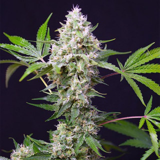 Sweet Amnesia Haze XL - Autofloraison - Sweet Seeds