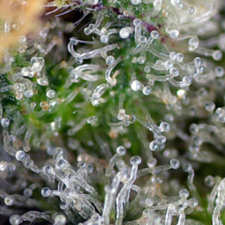 Gorilla Girl - Feminisée - Sweet Seeds