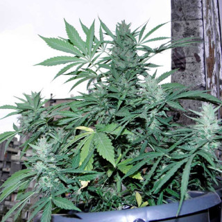Green Poison XL - Autofloraison - Sweet Seeds