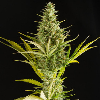 Cheese xxl auto Dinafem Seeds Graines de Collection