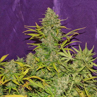 Crystal Candy XL - Autofloraison - Sweet Seeds