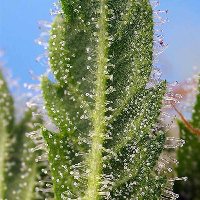Runtz XL Auto - Sweet Seeds - Graines de Collection Runtz XL Auto - Sweet Seeds - Graines de Collection