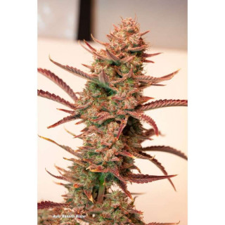 Auto Banana Blaze - Dutch Passion - Graines de Collection