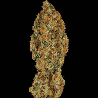 L.A Amnesia chong's choice - Fémnisée - Paradise Seeds - Graines de Collection