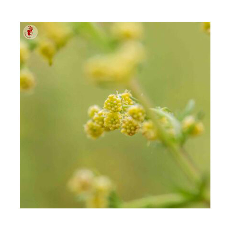 Artemisia Annua - Kokopelli Artemisia Annua - Kokopelli