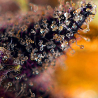 Dark Devil - Autofloraison - Sweet Seeds