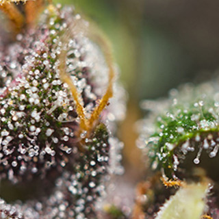 Dark Devil - Autofloraison - Sweet Seeds
