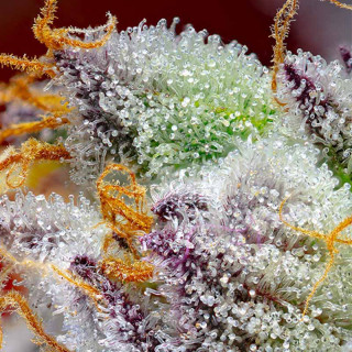 Red Gorilla Girl XL - Autofloraison - Sweet Seeds