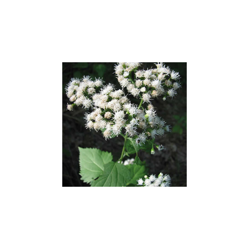 Eupatorium rugosum - Kokopelli Eupatorium rugosum - Kokopelli