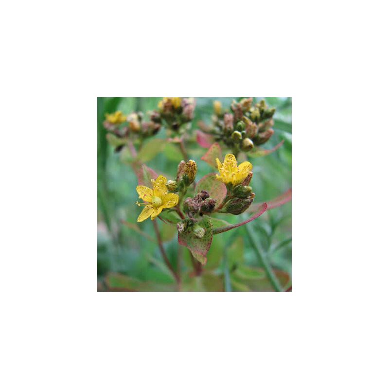 Hypericum Punctatum - Kokopelli Hypericum Punctatum - Kokopelli