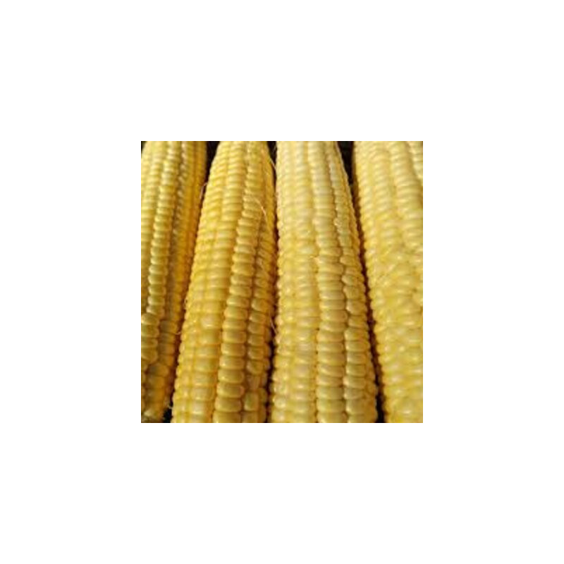 Maïs doux jaune Candy Mountain - Kokopelli Maïs doux jaune Candy Mountain - Kokopelli