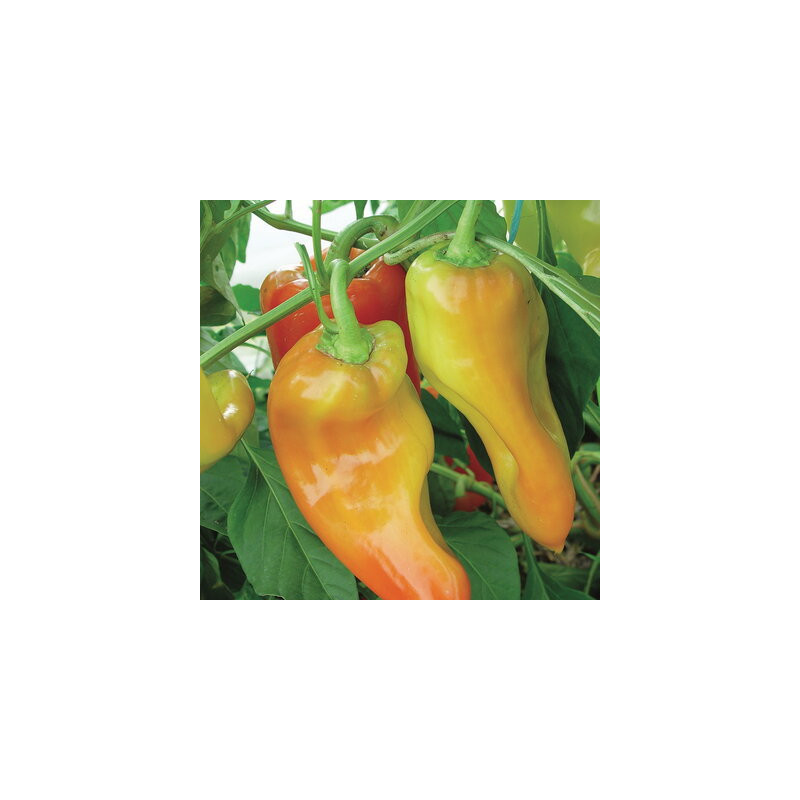 Piment fort rouge de mi-saison Hungarian semi-hot - Kokopelli Piment fort rouge de mi-saison Hungarian semi-hot - Kokopelli