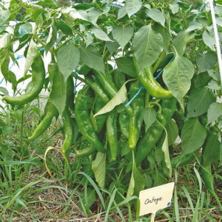 Piment peu fort de mi-saison Ortega - Kokopelli