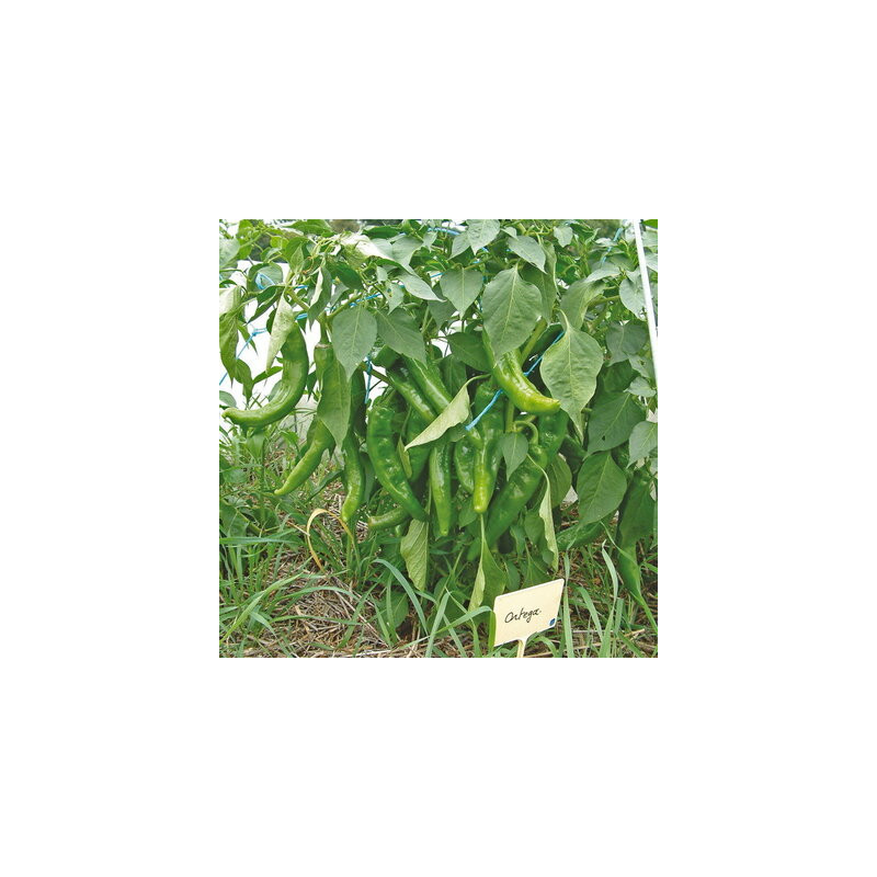 Piment peu fort de mi-saison Ortega - Kokopelli Piment peu fort de mi-saison Ortega - Kokopelli