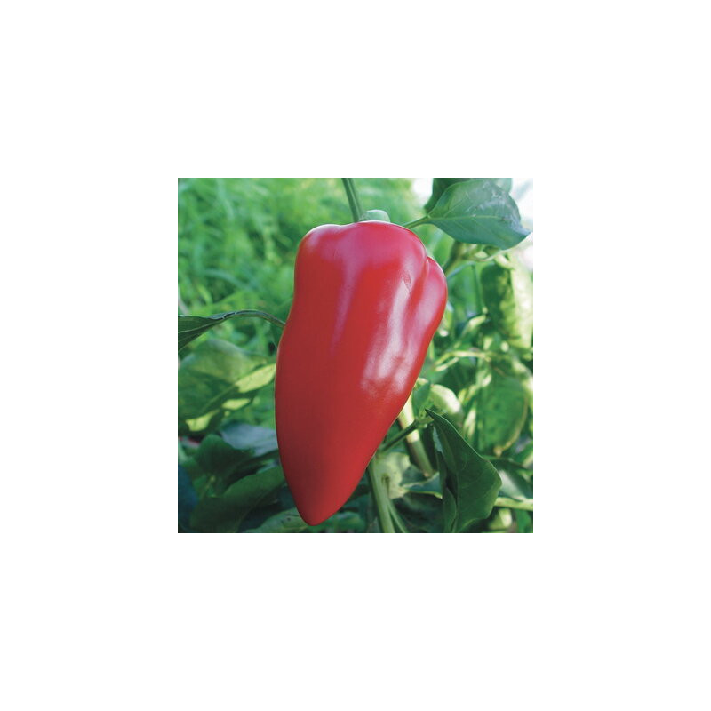 Piment doux / Poivron rouge de mi-saison Apple - Kokopelli Piment doux / Poivron rouge de mi-saison Apple - Kokopelli