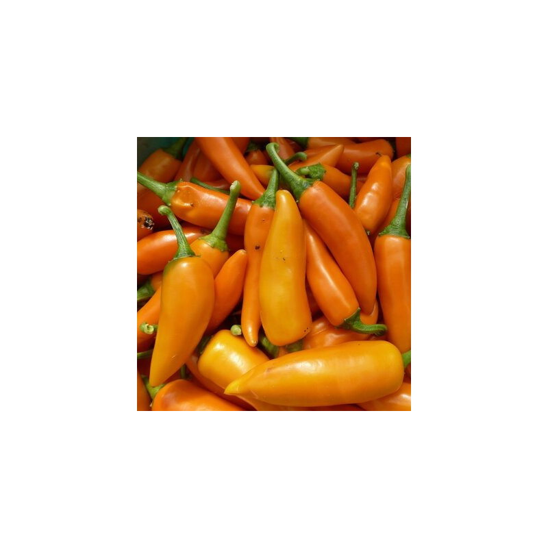 Piment très fort de mi-saison Bulgarian Carrot - Kokopelli Piment très fort de mi-saison Bulgarian Carrot - Kokopelli