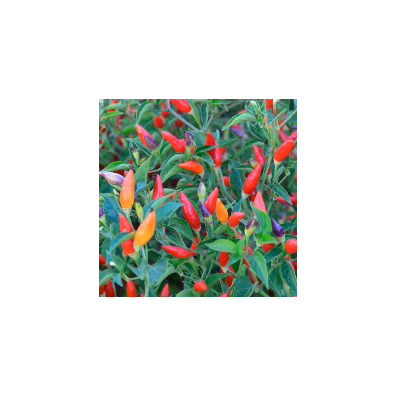 Piment très fort de mi-saison Ordono - Kokopelli Piment très fort de mi-saison Ordono - Kokopelli