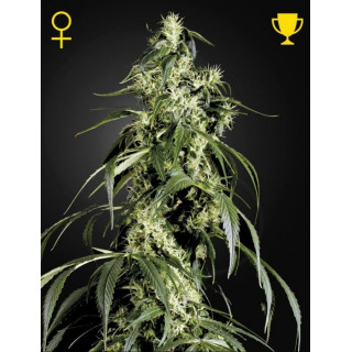 Arjan's Haze 1 - Greenhouse