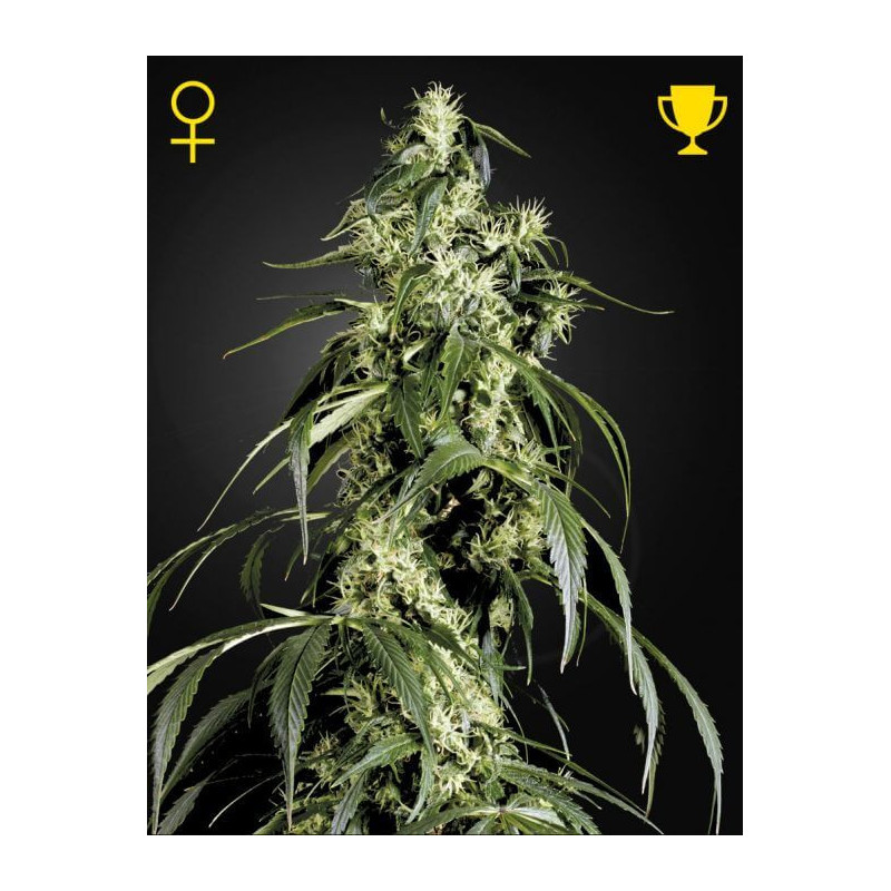 Arjan's Haze 1 - Greenhouse