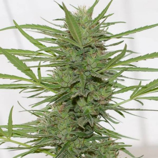 Dedoverde Haze - Autofloraison - Humboldt Seed