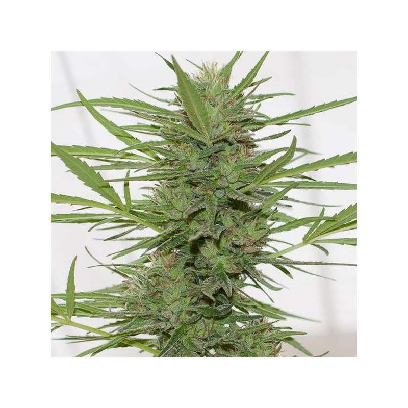 Dedoverde Haze - Autofloraison - Humboldt Seed