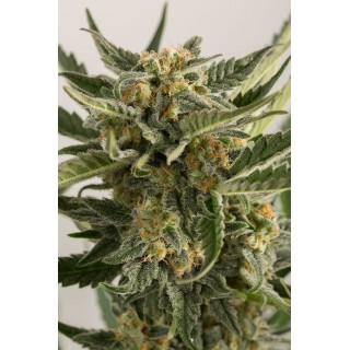 Lost Coast Skunk - Autofloraison - Humboldt Seeds