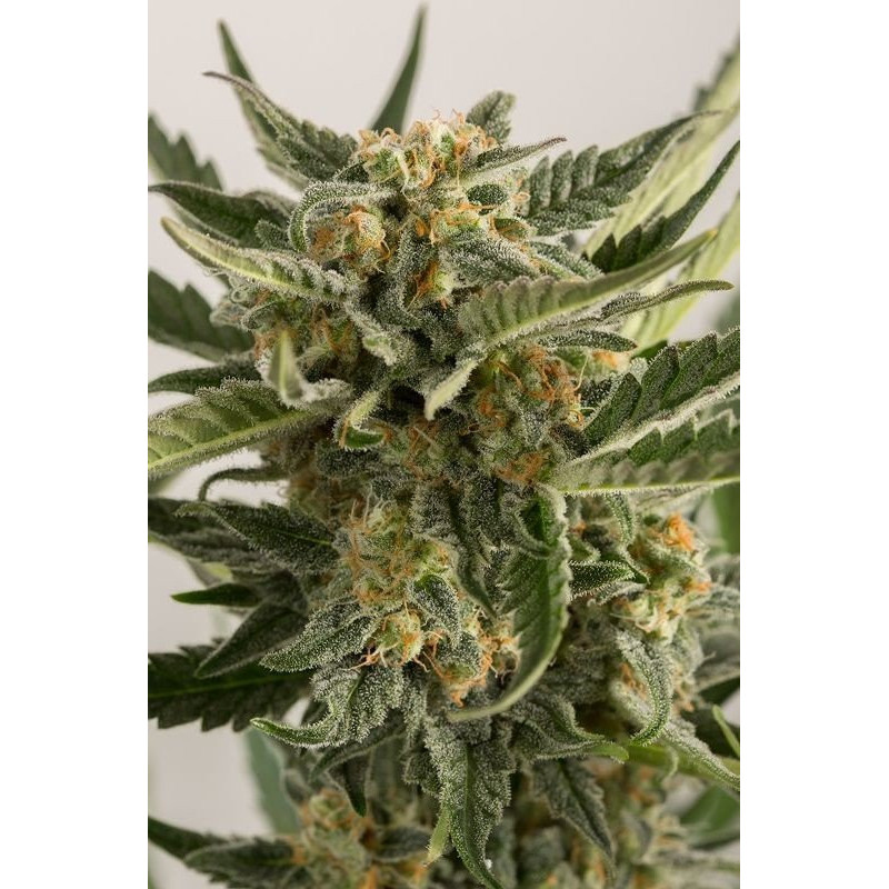 Lost Coast Skunk - Autofloraison - Humboldt Seeds