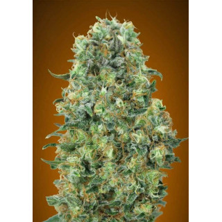 Critical mass - Advanced Seeds