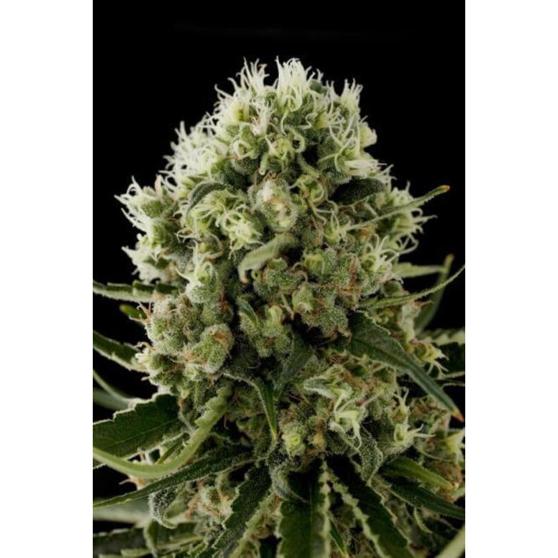 Critical Jack - Féminisée - FCD Seeds - Graines de Collection Critical Jack - Féminisée - FCD Seeds - Graines de Collection
