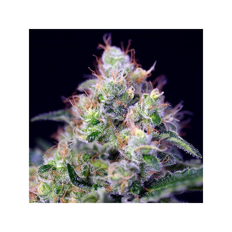La lyonnaise féminisée milf seeds Graines de Collection La lyonnaise féminisée milf seeds Graines de Collection