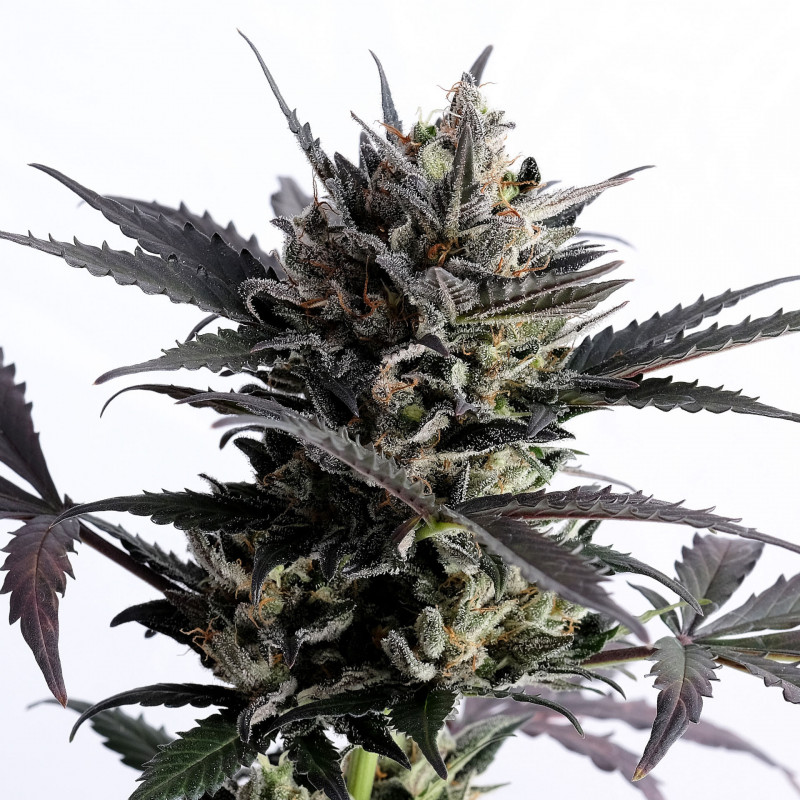 Menton auto milf seeds Graines de Collection Menton auto milf seeds Graines de Collection