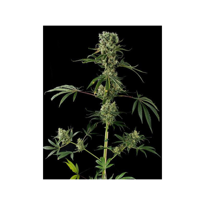 Moby Dick - Féminisée -FCD Seeds - Graines de Collection Moby Dick - Féminisée -FCD Seeds - Graines de Collection