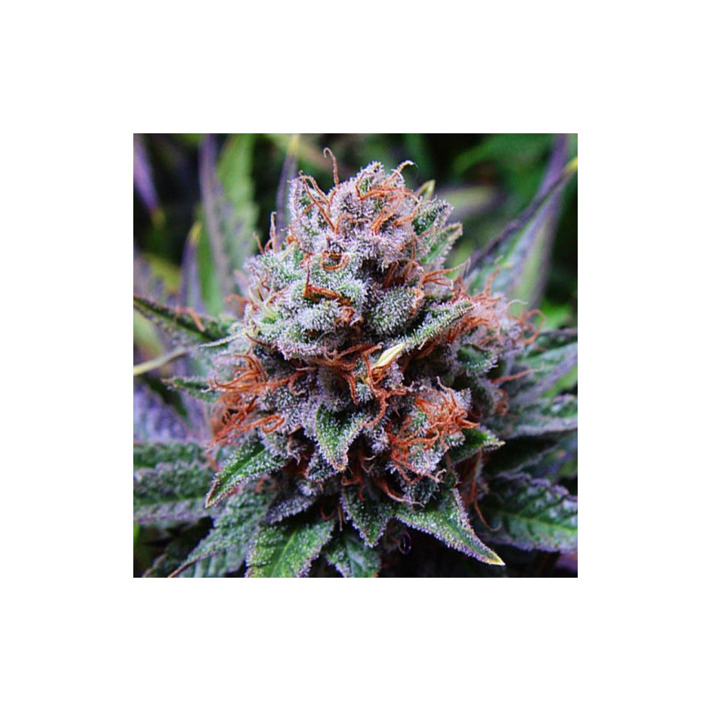 Cassis auto milf seeds Graines de Collection Cassis auto milf seeds Graines de Collection