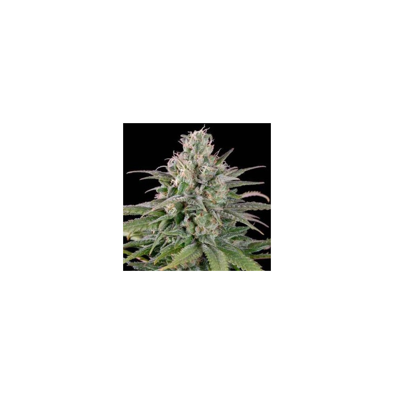 La chambéry féminisée milf seeds Graines de Collection La chambéry féminisée milf seeds Graines de Collection