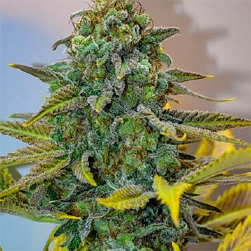 De fonteney féminisée milf seeds Graines de Collection De fonteney féminisée milf seeds Graines de Collection