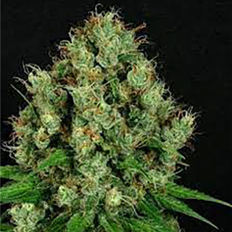 La parisienne auto milf seeds Graines de Collection La parisienne auto milf seeds Graines de Collection