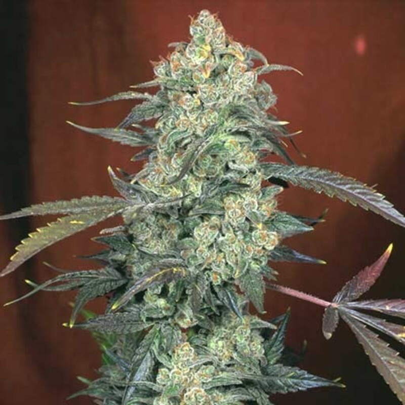 AK 4.7 FCD seeds féminisée Graines de Collection AK 4.7 FCD seeds féminisée Graines de Collection