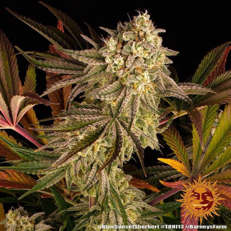 Blue Sunset Sherbert - Barney's Farm Blue Sunset Sherbert - Barney's Farm