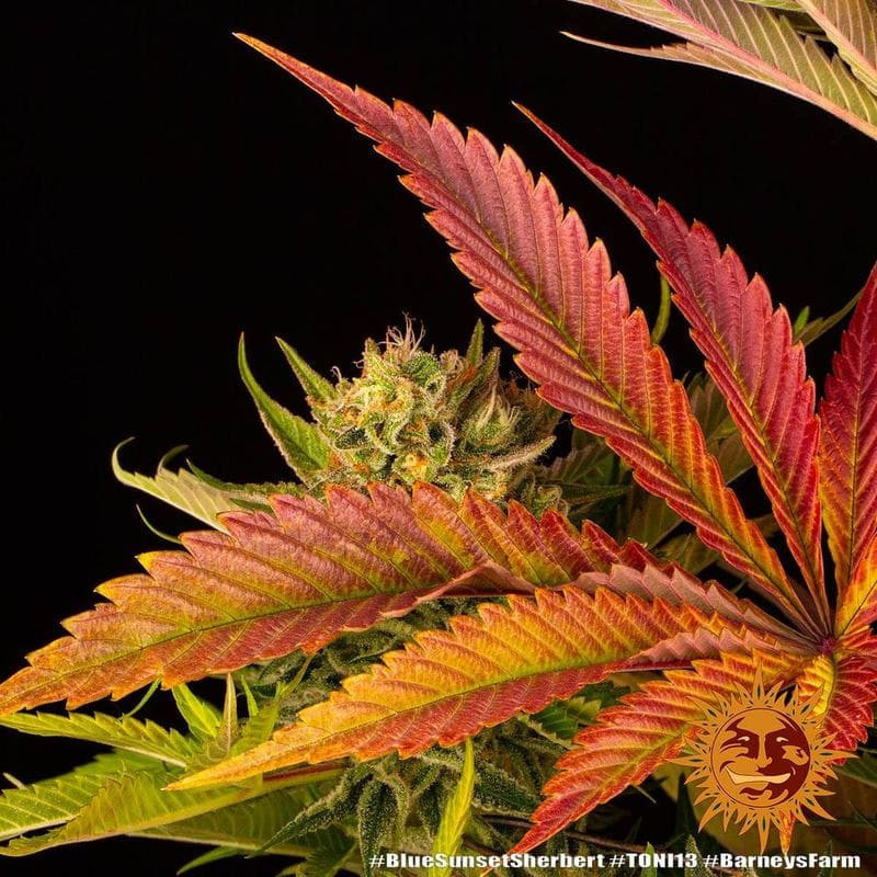 Blue Sunset Sherbert - Barney's Farm Blue Sunset Sherbert - Barney's Farm