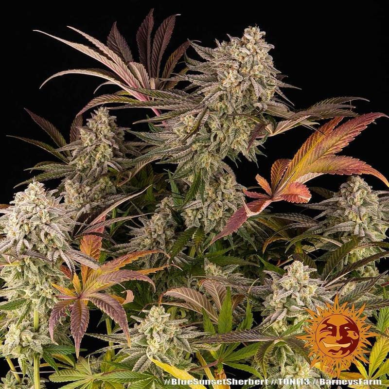 Blue Sunset Sherbert - Barney's Farm Blue Sunset Sherbert - Barney's Farm