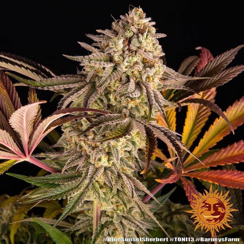 Blue Sunset Sherbert - Barney's Farm Blue Sunset Sherbert - Barney's Farm