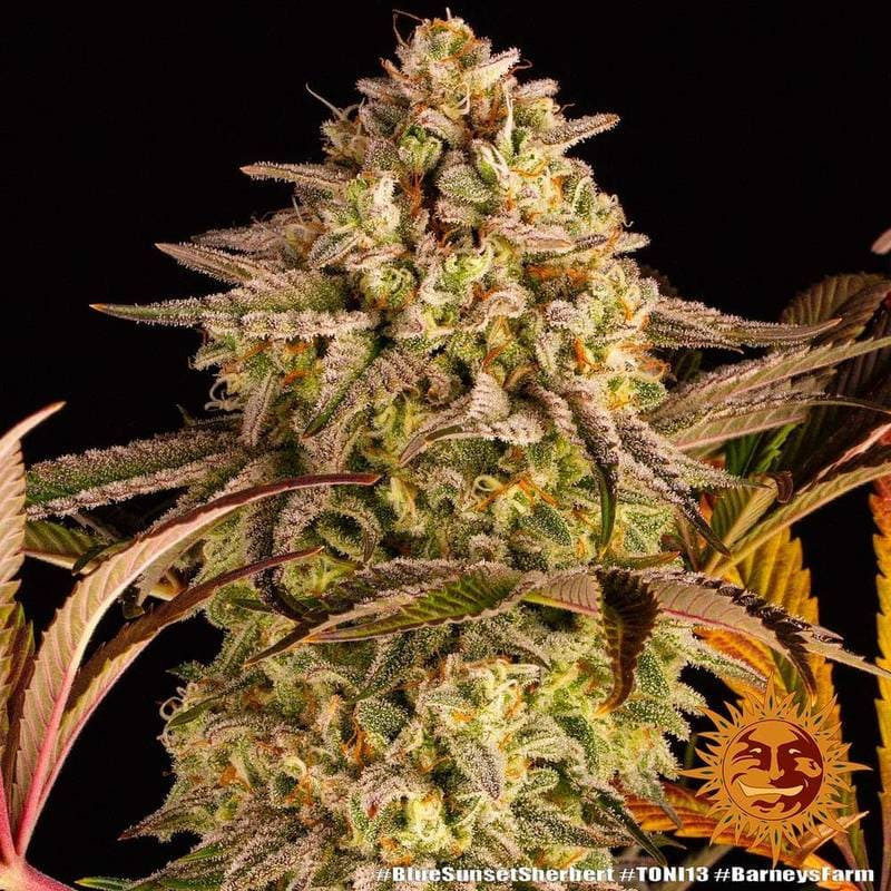 Blue Sunset Sherbert - Barney's Farm Blue Sunset Sherbert - Barney's Farm