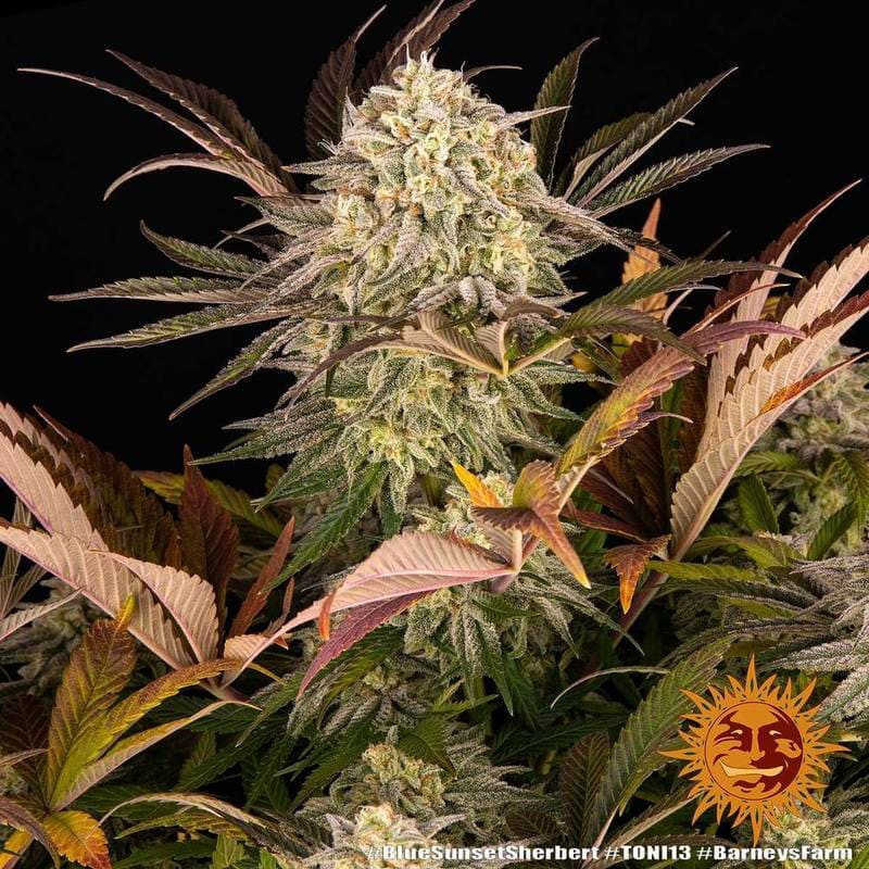 Blue Sunset Sherbert - Barney's Farm Blue Sunset Sherbert - Barney's Farm
