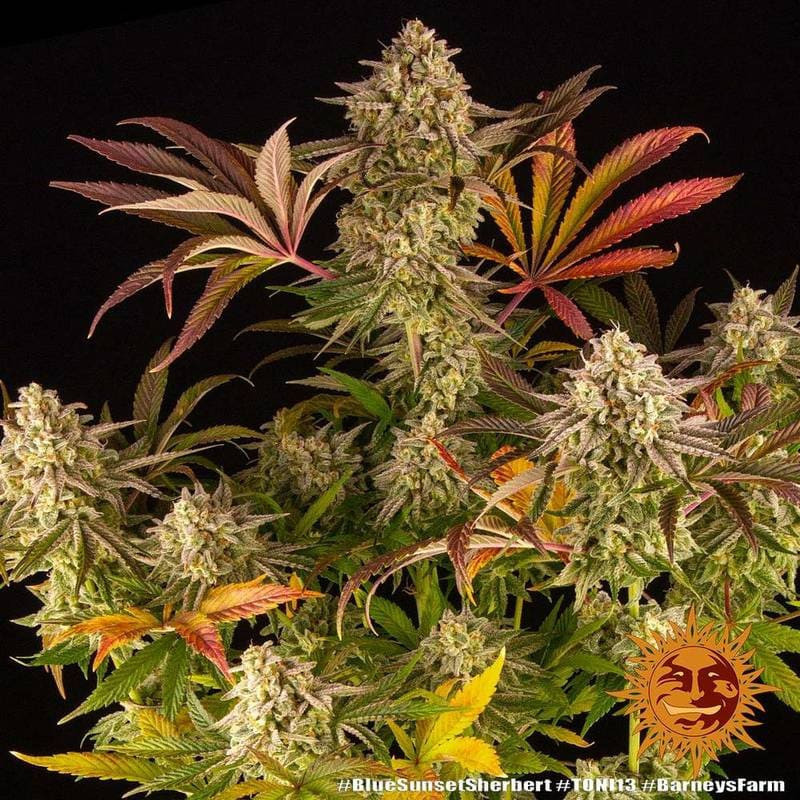 Blue Sunset Sherbert - Barney's Farm Blue Sunset Sherbert - Barney's Farm