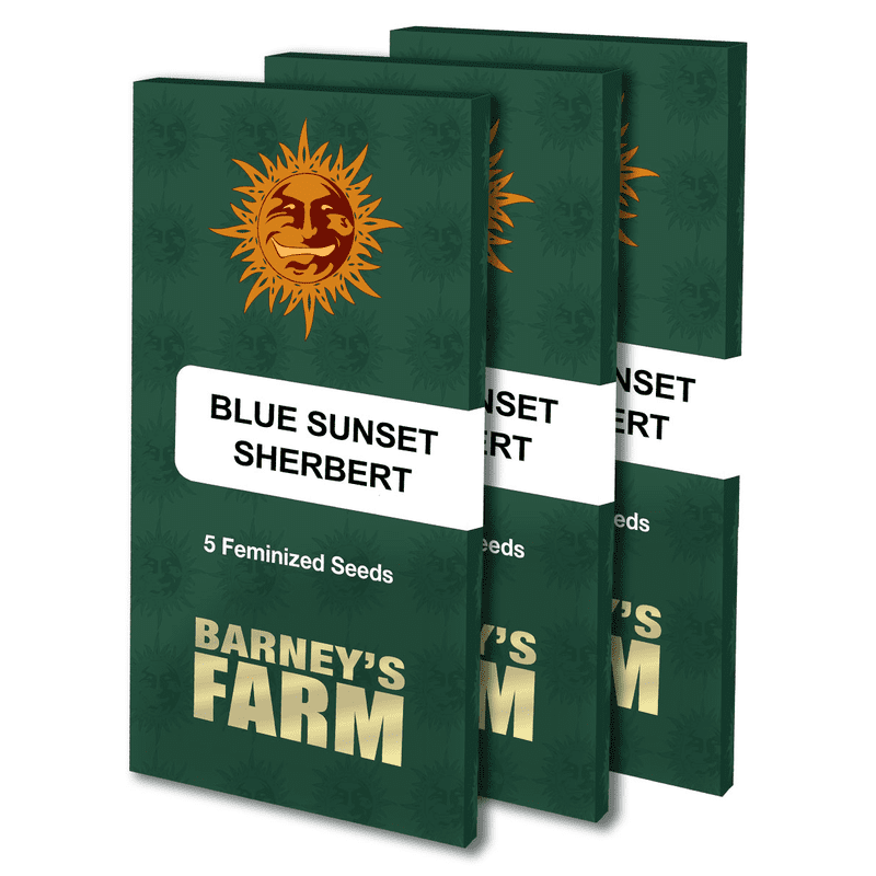 Blue Sunset Sherbert - Barney's Farm Blue Sunset Sherbert - Barney's Farm