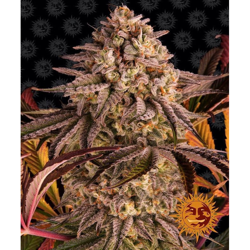 Blue Sunset Sherbert - Barney's Farm Blue Sunset Sherbert - Barney's Farm